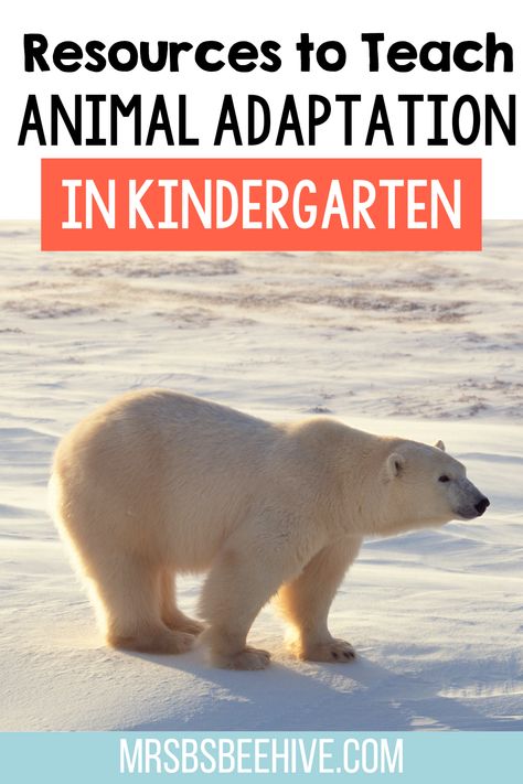 Animal Adaptation Activities, Animal Adaptations Activities Kindergarten, Animal Characteristics, Animal Adaptations Activities, Adaptations Science, Adaptations Activities, Early Childhood Education Resources, Animal Learning, Animal Movement