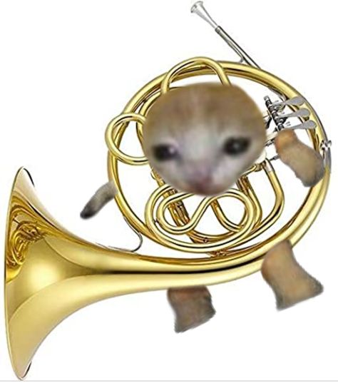 This is my instrument :D Cats With Instruments, Cat Playing Clarinet, Cat Playing Instrument, Fruit Cat, Bread Cat, Banana Cat, Car Cat, Band Jokes, Music Jokes