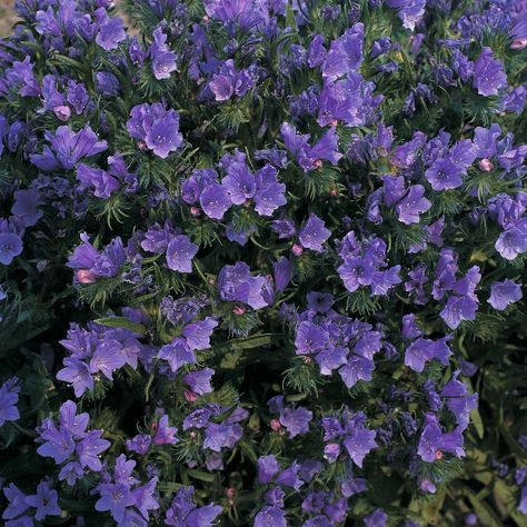 Echium vulgare 'Blue Bedder' - Hardy Annual Seeds - Thompson & Morgan Low Garden Wall, 1 Acre Farm, Plants To Attract Bees, Plants For Bees, Late Summer Garden, Flowers For The Garden, Apis Mellifera, Flower Dome, Bee Friendly Garden