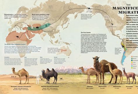 Migration Infographic, Animal Infographic, Human Migration, Fun Facts About Animals, Nature Museum, Desert Life, Paleo Art, Extinct Animals, Alternate History