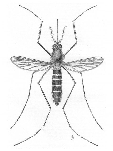 mosquito drawing - Google Search #arthropods #arthropods #drawing Mosquito Pictures, Mosquito Craft, Mosquito Drawing, Human Skull Anatomy, Mosquito Fish, Jurassic Park Tattoo, Lithography Art, Skull Anatomy, Insect Tattoo