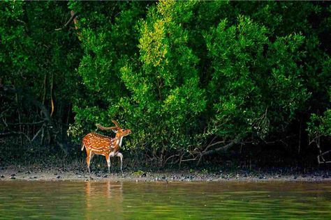 Bangladesh is one of the most beautiful countries around the world due to its unlimited natural beauty.  That's why we want to share with you a 7-days tour designed by Faisal Razu.   You'll enjoy seeing the wildlife and feeling the forest atmosphere. Find out more by clicking on the photo. #weddingsmap #iwpa #iwpa_association #bangladesh #bangladeshtour #tourinBangladesh #honeymooninBangladesh #tour #honeymoon #travel Forest Department, Endangered Wildlife, Bay Of Bengal, Wild Animals Pictures, Mangrove Forest, India Tour, Beaches In The World, Tour Packages, Unesco World Heritage Site