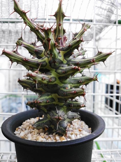 Euphorbia schizacantha Buyee Japan, Small Cactus Plants, Desert Arizona, Cactus Terrarium, Decorative Plants, Japan Shopping, Weird Plants, Succulent Garden Diy, Plant Problems