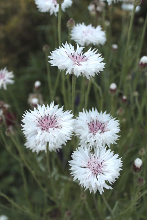 Light Purple Flowers, Bachelor Buttons, Big Garden, Moon Garden, Garden Images, Annual Flowers, Beautiful Flowers Garden, Garden Pathway, Wild Plants