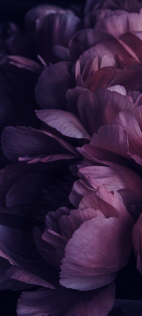 Dark Flower Aesthetic Wallpaper, Violet Flower Wallpaper, Violet Flowers Wallpaper, Flower Aesthetic Dark, Vibes Background, Wet Flowers, Tree Wallpaper Iphone, Dark Purple Background, Dark Purple Flowers