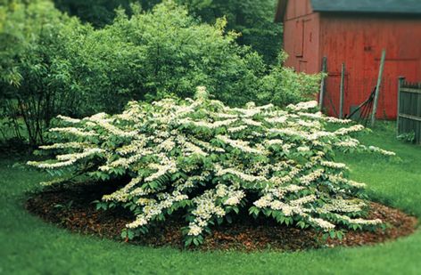 How to Grow Viburnums Arkansas Landscaping, Low Maintenance Landscape Ideas, Doublefile Viburnum, Low Maintenance Landscape, Low Maintenance Landscaping Front Yard, Snowball Viburnum, Garden Hedges, Wooded Landscaping, Landscape Plants