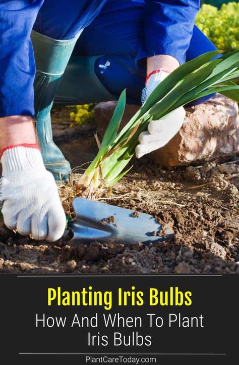 Planting Iris In Spring, How To Plant Iris Rhizomes, Planting Iris Bulbs In Pots, How To Plant Irises, Iris In Landscaping, Bearded Iris Care, Planting Iris Rhizomes, How To Grow Iris Plants, When To Transplant Iris Bulbs