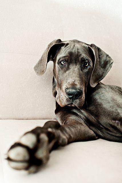 great dane #one day a great dane puppy needs to be in our house. I miss Levi Cute Dog Costumes, Blue Great Danes, Dane Puppies, Great Dane Puppy, Dane Dog, Great Dane Dogs, Love My Dog, Rhodesian Ridgeback, Appaloosa