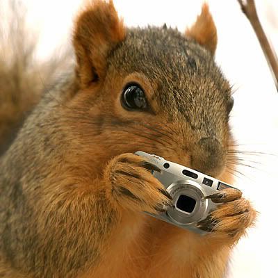 welcome back squirrel | share this share facebook print twitter email digg stumbleupon reddit Funny Squirrel Pictures, Squirrel Pictures, Nut House, Squirrel Funny, A Squirrel, Cute Squirrel, Foto Art, Squirrels, Chipmunks