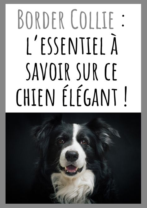 Le Border Collie est un chien magnifique et plein d’énergie. Sa loyauté à toute épreuve et sa grande intelligence en feront un compagnon de vie idéal Border Collies, Dressage, Border Collie, Van Life, Labrador, Coin, Van, Dogs