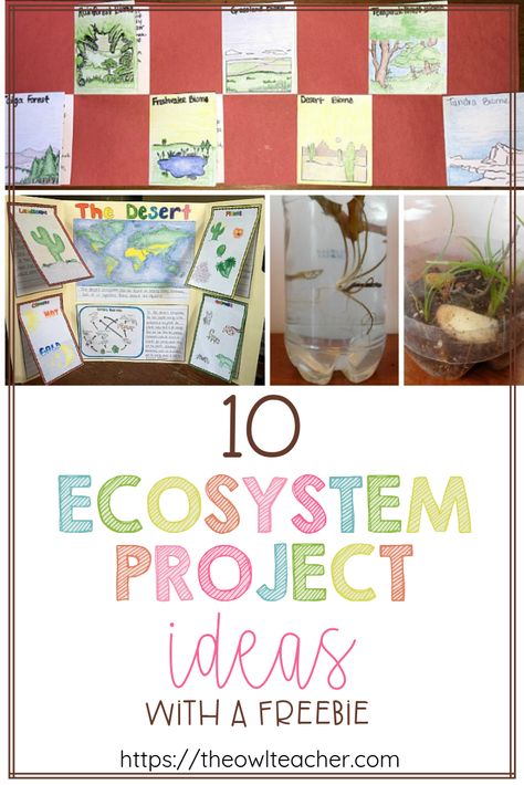 Engage your students with these 10 ecosystem project ideas for your elementary science class and grab a FREEBIE to get started! Ecosystem Project Ideas, Teaching Ecosystems, Ecosystem Project, Ecosystem Activities, Ecology Projects, Ecosystems Projects, Science Computer, Science Board, Engineering Books