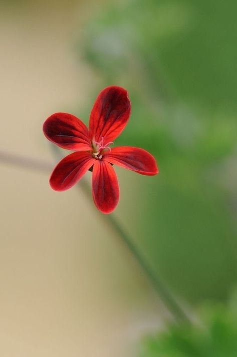 Notebook Background, Background Cool, Floral Wallpaper Iphone, Macro Flower, Flowers Photography Wallpaper, Floral Baskets, Flower Wall Stickers, Wildflower Garden, Etsy Art Prints