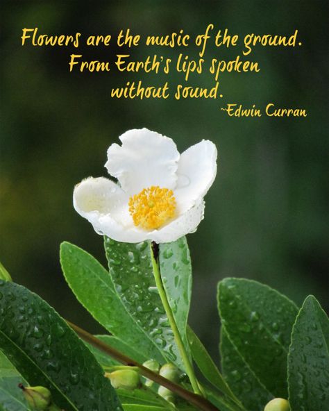 Photograph of a white flower and a quote about nature. Morning Flowers Quotes, White Flower Quotes Instagram, White Flower Quotes, Flowers With Quotes Wallpaper, Quotes About Gardening, Plant Quotes Life Inspiration Thoughts, Quotes On Flowers Thoughts, Plants Quotes Life Inspiration, Plants Quotes