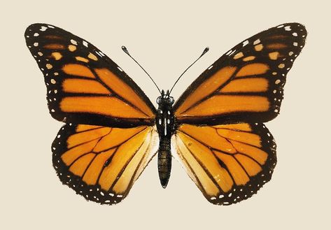 Drawing of Monarch Butterfly (Danais Archippus) from Moths and butterflies of the United States (1900) by Sherman F. Denton (1856-1937). A beautiful image of an iconic species, famous for its annual migration across the American continent. Image from rawpixel.com #butterflydrawing #monarchbutterfly #northamericanbutterfly #zoology #nature #environment #migratoryinsect Butterfly Swimming, Swimming Pool Mosaics, Mk Ultra, Open Wings, Butterfly Images, Mosaic Pool, Butterfly Drawing, Ankle Tattoo, Bergamo