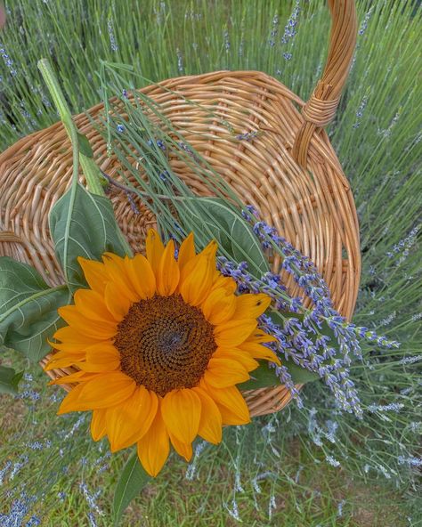 Sunflower Lavender Bouquet, Sunflower And Lavender, Sunflowers And Lavender, Lavender Sunflower, Flowers Lavender, Pink Sunflowers, Flower Picture, Lavender Bouquet, Lavender Aesthetic