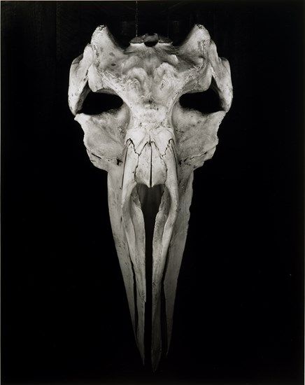 Whale Skull, Big Sur | The Museum of Fine Arts, Houston Whale Skull, Horror Photos, Fish Skeleton, Animal Skull, Vulture Culture, Bone Art, Animal Bones, A Whale, Gelatin Silver Print