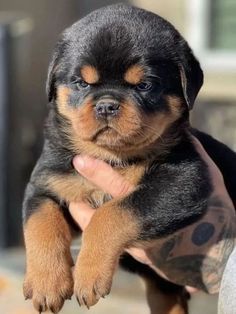 Angry Rottweiler, Rottweiler Aesthetic, Baby Rottweiler, Rottweiler Pictures, Rottweiler Dogs, Lover Anime, German Rottweiler, Painting Dogs, Dog Tattoo Ideas