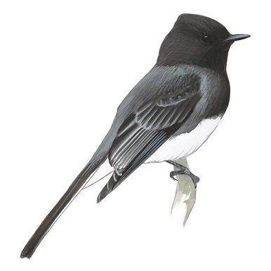 Guide to North American Birds | Audubon Black Phoebe Bird Tattoo, Twin Crowns, Phoebe Bird, Feather With Birds Tattoo, North American Birds, American Birds, Birds Of North America, Squirrel Art, Bird Drawing