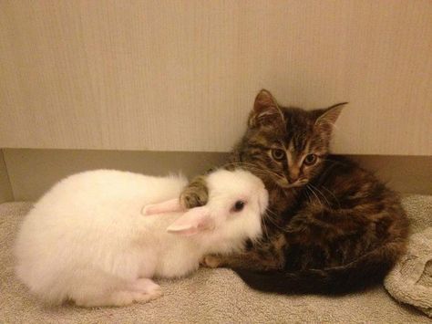 Cats And Bunnies, A Bunny, Silly Animals, Silly Cats, Cute Creatures, Sweet Animals, Cute Little Animals, 귀여운 동물, Animals Friends