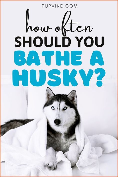 Husky Bath, Husky Shedding, Husky Puppy Training, Husky Grooming, Husky Facts, Siberian Husky Facts, Husky Colors, Malamute Husky, Husky Owner