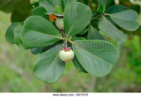 Balsam Apple Stock Photos & Balsam Apple Stock Images - Alamy Autograph Tree, Clusia Rosea, Meyer Lemon Tree, Apple Stock, Tree Species, Citrus Trees, Meyer Lemon, Potted Trees, Lemon Tree