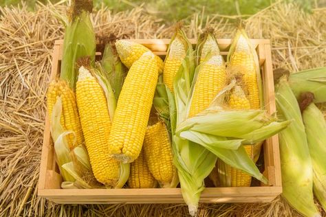 Sweet corn is a summer favorite, and it just doesn't feel like summer until we bite into a cob of fresh corn slathered with butter. Learn 10 ways to maximize the eating and minimize the prep. Cooking Sweet Corn, Preserving Herbs, Spicy Corn, How To Cook Corn, Corn Plant, Survival Gardening, Ears Of Corn, Corn On Cob, Grilled Corn