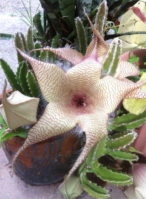 Star cactus flower Star Cactus, Cactus Flower, Succulent, Cactus, Yard, Patio, Plants, Flowers, Patios