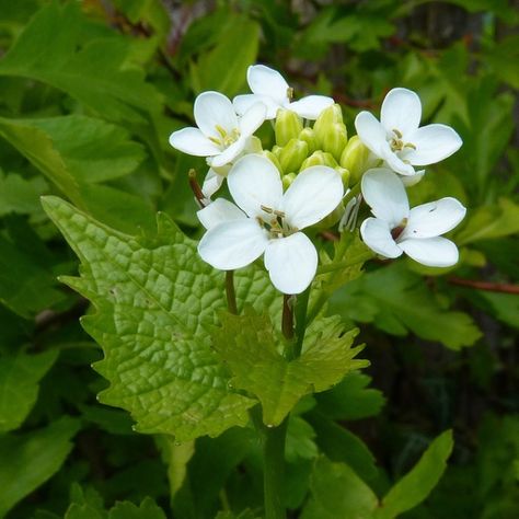 Wild Edible Weeds – ByzantineFlowers Red Branches, Deep Ecology, Garlic Mustard, Wild Foraging, Wild Onions, Wood Sorrel, Edible Wild Plants, Wild Berries, Wild Garlic