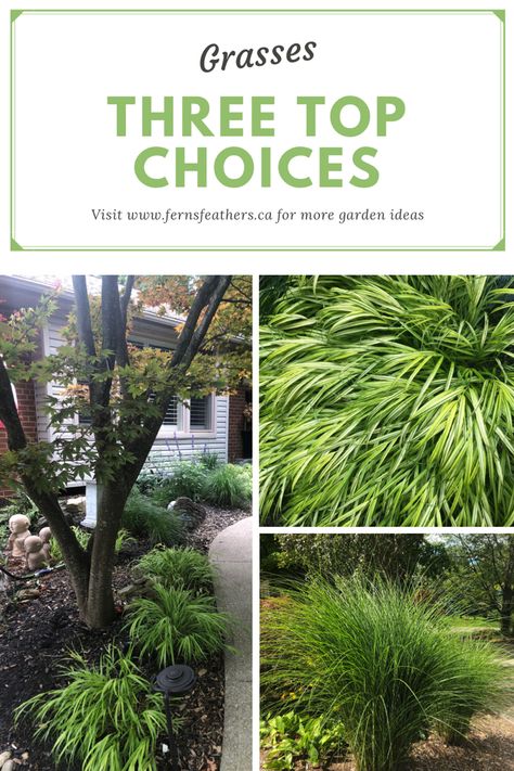 Nothing says Fall more than ornamental grasses blowinging in the gentle breeze. Here are three of my favourites including one each for full sun, part sun and full shade. #grasses #grasslandscapingideas #gardenideas #gardentips #gardening #shade #shadeperennials #lowmaintenancelandscaping #lowmaintenancegardendesignideas #lowmaintenancegarden Ornamental Grass Landscape, Japanese Inspired Garden, Backyard Landscape Design, Shade Grass, Front Landscape, Japanese Forest, Large Trees, American Garden, Wildlife Garden