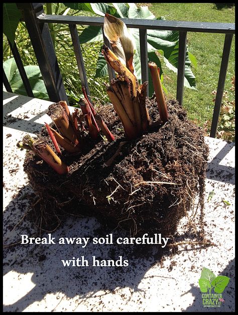 Overwintering Canna Plants from Container Gardens | Container Crazy CT How To Overwinter Cannas, How To Over Winter Cannas, Over Wintering Canna Lilies, Wintering Canna Bulbs, Canna Plants, Canna Lily Garden, Canna Lillies, Canna Lilly, Canna Bulbs