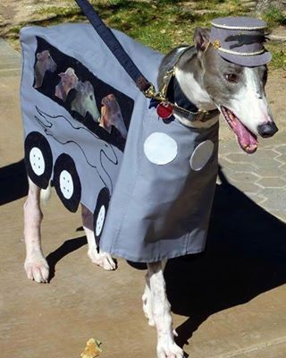 This Greyhound Bus that is going places. | 21 Pets Who Are Totally Ready For Halloween Best Dog Costumes, Greyhound Bus, Pet Pet, Dog Halloween Costumes, Dog Costumes, Dog Costume, Italian Greyhound, Pet Costumes, Dog Halloween