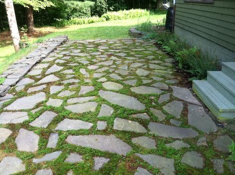 Mosses for Shade – Moss Acres Moss Lawn, Pool Landscaping Ideas, Best Plants For Shade, Moss Growing, Sheet Moss, Flagstone Pavers, Kidney Shaped Pool, Growing Moss, Flagstone Path