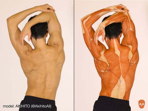 Make Anatomy, 남성 근육, Human Anatomy Reference, Human Back, Anatomy Practice, Human Body Anatomy, Anatomy Tutorial, Human Anatomy Drawing, Muscle Anatomy