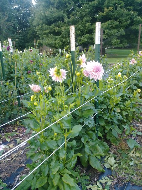 Cut Flower Garden Landscape, Staking Dahlias Gardens, Dahlia Trellis, How To Stake Dahlias, Staking Zinnias, Zinnia Support, Dahlia Staking Ideas, Supporting Dahlias, Flower Support Ideas