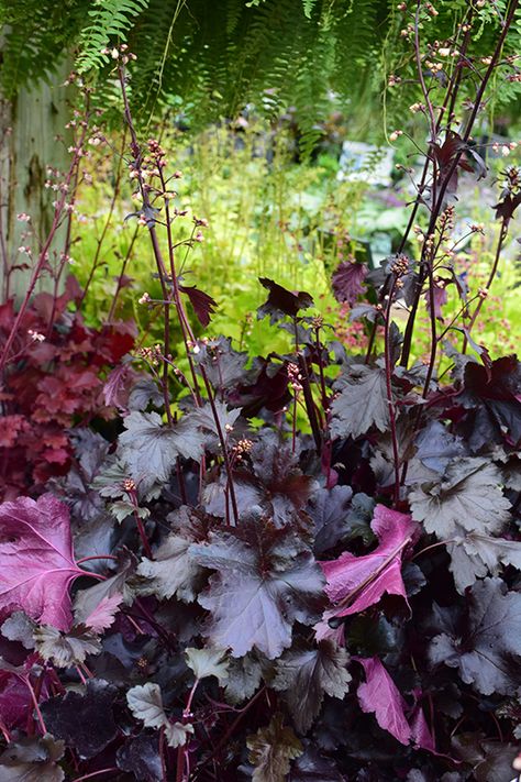 Click to view a full-size photo of Black Pearl Coral Bells (Heuchera 'Black Pearl') at North Branch Nursery Garden Border Edging, Coral Bells Heuchera, Shade Gardening, Privacy Plants, Coral Bells, Tall Flowers, Plant Cuttings, Low Maintenance Plants, Deciduous Trees