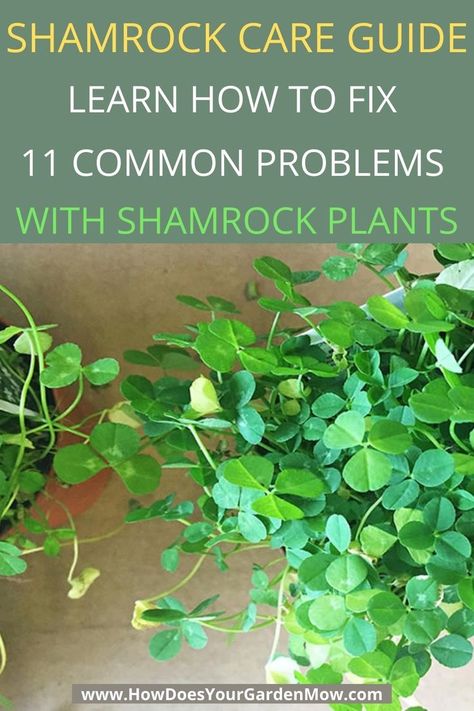 Shamrock Plant Care How To Grow, Shamrock Plant Houseplant, Clover Plant Indoor, Shamrock Plant Care, Oxalis Plant, Plants In The Home, Plant Leaves Turning Brown, Horticultural Therapy, Shamrock Plant