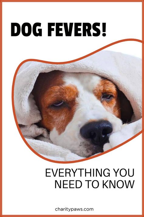 Dog Fever Remedy, Sick Dog Remedies, Dog Training At Home, Dog Fever, Dog Temperature, Natural Medicines, Fever Symptoms, Puppy Fever, Training At Home