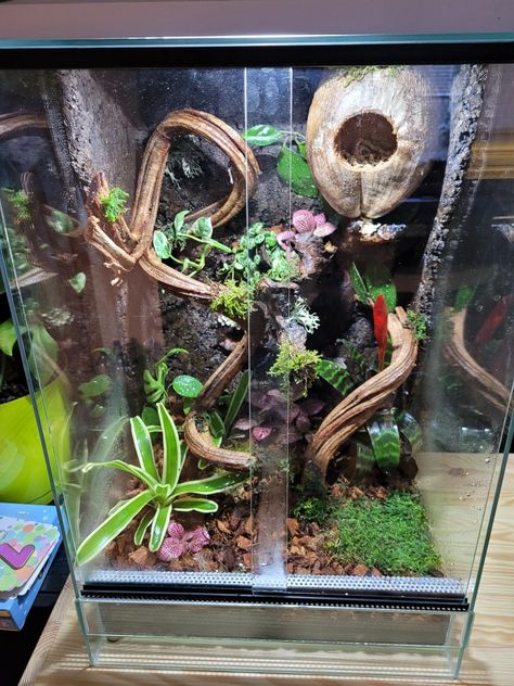 Tree Frog Enclosure, Frog Enclosure, Crested Gecko Habitat, Spider Terrarium, Tree Frog Terrarium, Chameleon Enclosure, Gecko Enclosure, Lizard Terrarium, Gecko Habitat