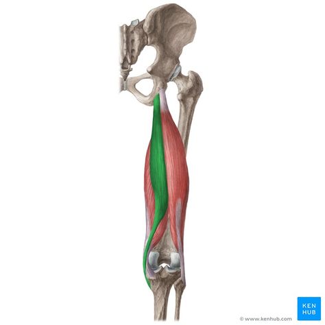 Semitendinosus: Origin, insertion, innervation, action | Kenhub Semitendinosus Muscle, Sartorius Muscle, Muscular System Anatomy, Hip Anatomy, Muscle Belly, Leg Anatomy, Human Muscle Anatomy, Pelvic Girdle, Alexander Technique