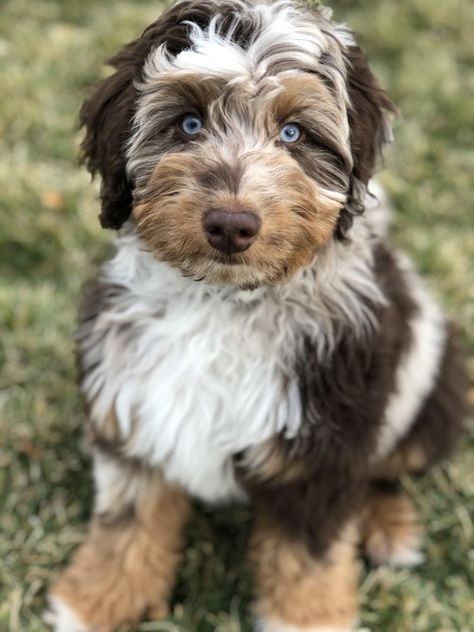 Doodle Mixes Dogs, Mini Aussiedoodle Haircut Styles, Mini Ausidoodle, Doodles Dogs Breeds, Borderdoodle Dogs, Australian Doodle Puppy, Aussie Mountain Doodle, Laberdoodle Puppy, Doodle Dogs Breeds