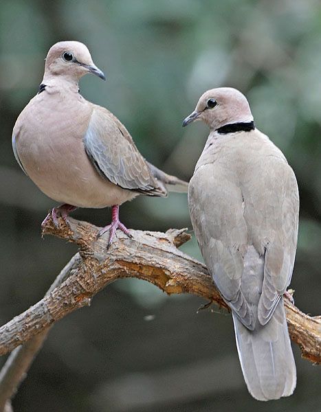 Eurasian-collared Doves (Streptopelia decaocto) Europe, Asia Dove Pigeon, Dove Pictures, Flying Flowers, Turtle Dove, Backyard Birds, Bird Pictures, Pretty Birds, Bird Photo, Wild Birds