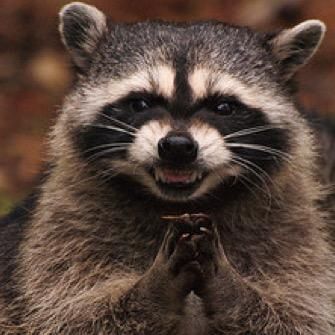 Evil Laugh, Trash Pandas, Pet Raccoon, Cute Raccoon, Raccoon Funny, Trash Panda, Animal Reference, Animal References, Racoon