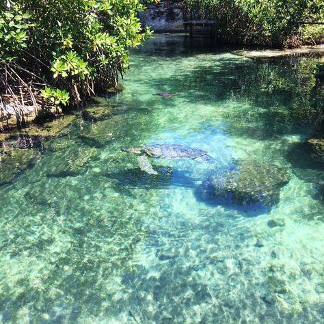 Fairy Landscape, Clear Pond, Forest Pond, Pretty Water, Clear Water, Forest, Pool, Outdoor Decor, Water