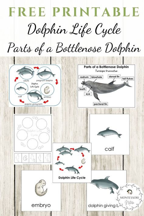 Parts of a Bottlenose Dolphin and Dolphin Life Cycle Free Printable Dolphin Kindergarten Activities, Dolphin Unit Study, Dolphin Printables Free, Mammal Activities For Preschool, Dolphin Activities For Kids, Dolphin Activities For Preschool, Dolphin Preschool, Life Cycle Free Printable, Dolphin Activities