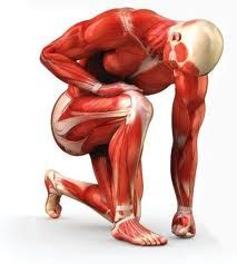 Knowing a bit about muscle hypertrophy takes your training to a whole new level. Kneeling Man, Muscle Hypertrophy, More Protein, 12 Signs, Poses References, Human Anatomy, Health Info, Mens Health, Fitness Nutrition