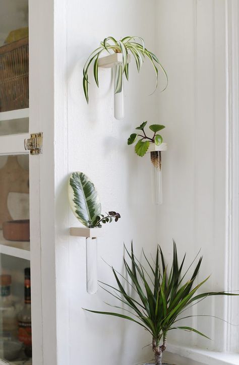 Make your own propagation tubes to add to your wall and grow a bunch of new plants! Also perfect to use as bud vases! #propagationtubes #diy #budvase #propagationwall Test Tube Vase Wall, Plant Propagation Wall, Wall Propagation, Propagation Tubes, Propagation Wall, Wall Vase Decor, Plant Vibes, Bedroom Plants Decor, Plant Walls