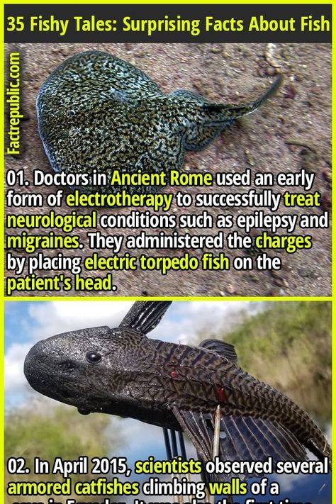 01. Doctors in Ancient Rome used an early form of electrotherapy to successfully treat neurological conditions such as epilepsy and migraines. They administered the charges by placing electric torpedo fish on the patient's head. #fish #animal #science #knowledge #education #wtf #shocking Spooky Facts, Animal Facts Interesting, Facts About Fish, Ancient Fish, Wildlife Facts, Science Knowledge, Fish Animal, Fact Republic, Fun Facts About Animals