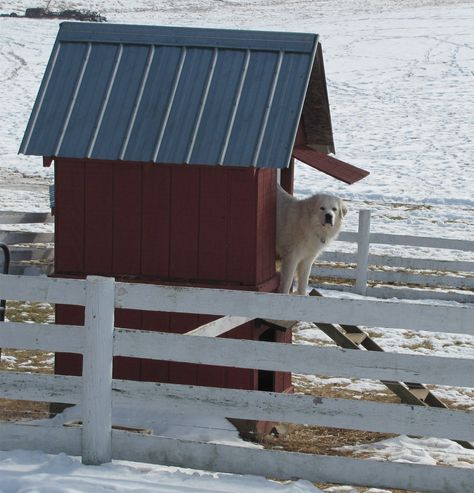 Elevated dog house Homesteading Animals, Guardian Dog, Horse Barn Designs, Heartworm Prevention, Livestock Guardian Dog, Livestock Guardian, Great Pyrenees Dog, Fox Dog, Farm Dogs