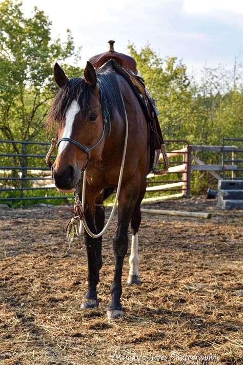 LongRun Graduate Horse Express Approval is loving her second career with Krista McAllister and family!  Krista shared these recent photos with us, Express Approval definitely loves her little people ❤️.  #ottb #longrun_tb #horses #horselife #horse #thoroughbreds #secondcareer #retiredracehorse #equine #equestrian #trailridding #horsebackriding #mare #pleasurehorse Ottb Horses, Dream Life House, Horse Life, Thoroughbred, Horseback Riding, Little People, Dream Life, Equestrian, Love Her