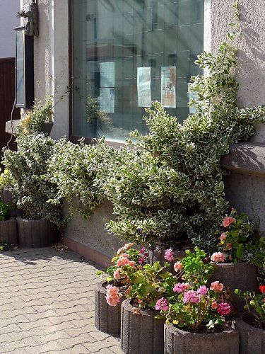 White coloured Wintercreeper Euonymus fortunei "Emerald Gaiety" Euonymus Fortunei 'emerald Gaiety', Emerald Gaiety Euonymus, Wintercreeper Euonymus, Euonymus Fortunei, White Leaves, Bedding Plants, Green And White, Green Leaves, White Color